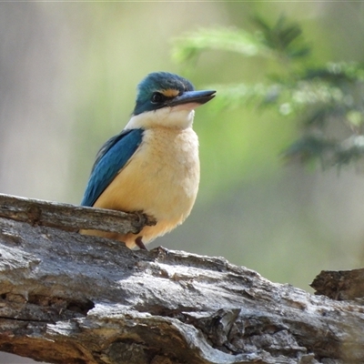 Todiramphus sanctus (Sacred Kingfisher) at Kambah, ACT - 20 Oct 2024 by LinePerrins