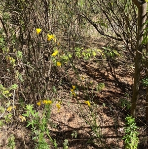 Cytisus scoparius subsp. scoparius at Hall, ACT - 20 Oct 2024