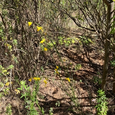 Cytisus scoparius subsp. scoparius (Scotch Broom, Broom, English Broom) at Hall, ACT - 20 Oct 2024 by strigo