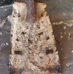 Agrotis porphyricollis at Hall, ACT - 20 Oct 2024