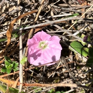 Convolvulus angustissimus subsp. angustissimus at Hall, ACT - 20 Oct 2024 12:28 PM