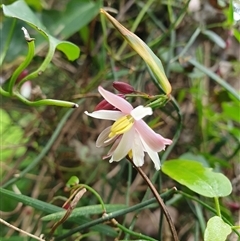 Geitonoplesium cymosum (Climbing Lily) by Aussiegall