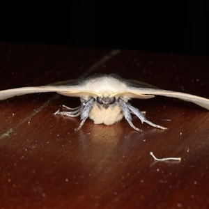 Anthela varia at Rosedale, NSW - 19 Oct 2024 10:28 PM