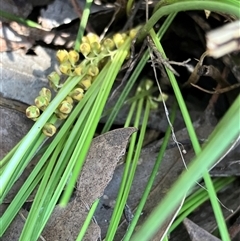 Lomandra filiformis subsp. filiformis (Wattle Matrush) at Hall, ACT - 20 Oct 2024 by strigo