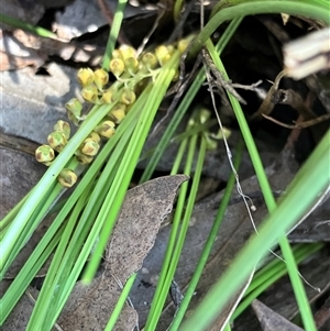 Lomandra filiformis subsp. filiformis at Hall, ACT - 20 Oct 2024