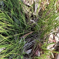 Lomandra filiformis subsp. filiformis at Hall, ACT - 20 Oct 2024