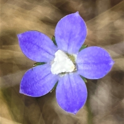 Wahlenbergia multicaulis (Tadgell's Bluebell) at Hall, ACT - 20 Oct 2024 by strigo