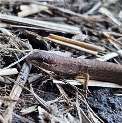 Saproscincus mustelinus (Weasel Skink) at Braidwood, NSW - 20 Oct 2024 by MatthewFrawley