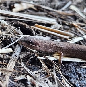 Saproscincus mustelinus at Braidwood, NSW - 20 Oct 2024