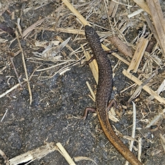 Saproscincus mustelinus at Braidwood, NSW - 20 Oct 2024