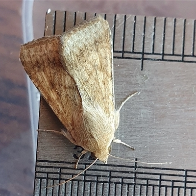 Helicoverpa (genus) (A bollworm) at Yass River, NSW - 20 Oct 2024 by SenexRugosus