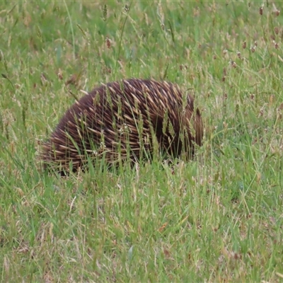 Tachyglossus aculeatus (Short-beaked Echidna) at Kangaroo Valley, NSW - 20 Oct 2024 by lbradley