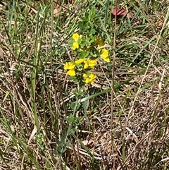 Genista monspessulana (Cape Broom, Montpellier Broom) at Hall, ACT - 19 Oct 2024 by Anna123