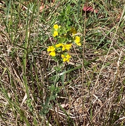 Genista monspessulana (Cape Broom, Montpellier Broom) at Hall, ACT - 20 Oct 2024 by Anna123