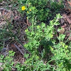 Genista monspessulana (Cape Broom, Montpellier Broom) at Hall, ACT - 20 Oct 2024 by Anna123