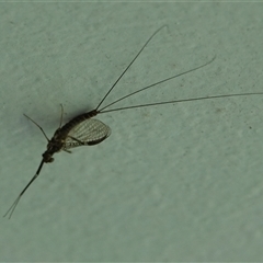 Ephemeroptera (order) (Unidentified Mayfly) at Hall, ACT - 20 Oct 2024 by Anna123