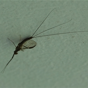 Ephemeroptera (order) at Hall, ACT - 20 Oct 2024 12:28 PM