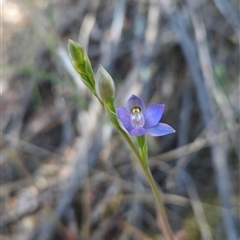 Thelymitra peniculata (Blue Star Sun-orchid) at Uriarra Village, ACT - 20 Oct 2024 by BethanyDunne