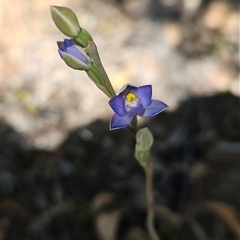 Thelymitra peniculata at Uriarra Village, ACT - 20 Oct 2024 by BethanyDunne