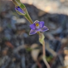 Thelymitra sp. (pauciflora complex) at Uriarra Village, ACT - suppressed