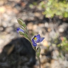 Thelymitra sp. (pauciflora complex) at Uriarra Village, ACT - suppressed