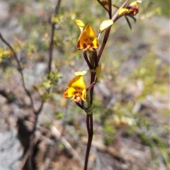 Diuris semilunulata (Late Leopard Orchid) at Uriarra Village, ACT - 20 Oct 2024 by BethanyDunne