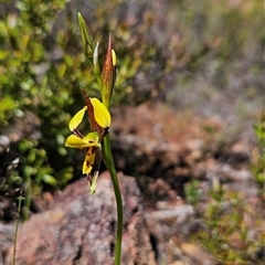 Diuris sulphurea (Tiger Orchid) at Uriarra Village, ACT - 20 Oct 2024 by BethanyDunne