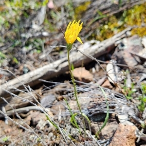 Microseris walteri at Uriarra Village, ACT - 20 Oct 2024 02:02 PM