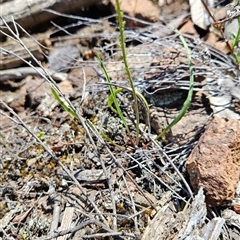 Microseris walteri at Uriarra Village, ACT - 20 Oct 2024 02:02 PM