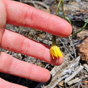 Microseris walteri at Uriarra Village, ACT - 20 Oct 2024 02:02 PM