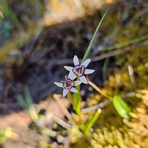 Wurmbea dioica subsp. dioica at Uriarra Village, ACT - 20 Oct 2024