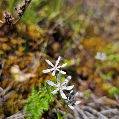 Wurmbea dioica subsp. dioica at Uriarra Village, ACT - 20 Oct 2024 02:16 PM