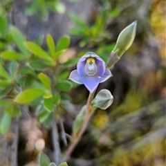 Thelymitra peniculata (Blue Star Sun-orchid) at Uriarra Village, ACT - 20 Oct 2024 by BethanyDunne