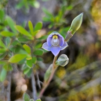 Thelymitra peniculata (Blue Star Sun-orchid) at Uriarra Village, ACT - 20 Oct 2024 by BethanyDunne