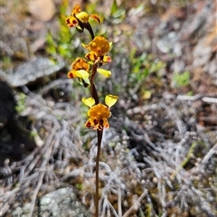 Diuris semilunulata (Late Leopard Orchid) at Uriarra Village, ACT - 20 Oct 2024 by BethanyDunne