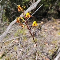 Diuris semilunulata (Late Leopard Orchid) at Uriarra Village, ACT - 20 Oct 2024 by BethanyDunne