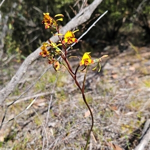 Diuris semilunulata at Uriarra Village, ACT - 20 Oct 2024