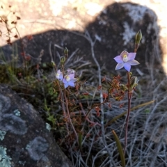 Thelymitra brevifolia (Short-leaf Sun Orchid) at Uriarra Village, ACT - 20 Oct 2024 by BethanyDunne