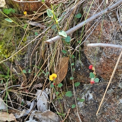 Bossiaea prostrata (Creeping Bossiaea) at Uriarra Village, ACT - 20 Oct 2024 by BethanyDunne