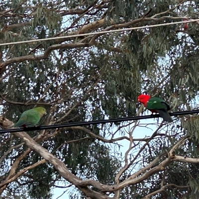 Alisterus scapularis (Australian King-Parrot) at Gowrie, ACT - 17 Oct 2024 by BruceG