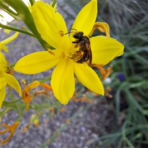 Lasioglossum (Chilalictus) sp. (genus & subgenus) at Watson, ACT - 20 Oct 2024