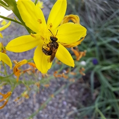 Lasioglossum (Chilalictus) sp. (genus & subgenus) at Watson, ACT - 20 Oct 2024