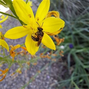 Lasioglossum (Chilalictus) sp. (genus & subgenus) at Watson, ACT - 20 Oct 2024