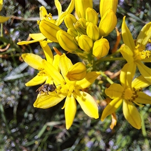 Lasioglossum (Chilalictus) sp. (genus & subgenus) at Watson, ACT - 20 Oct 2024