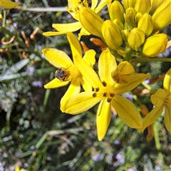 Lasioglossum (Chilalictus) sp. (genus & subgenus) at Watson, ACT - 20 Oct 2024