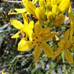 Lasioglossum (Chilalictus) sp. (genus & subgenus) at Watson, ACT - 20 Oct 2024