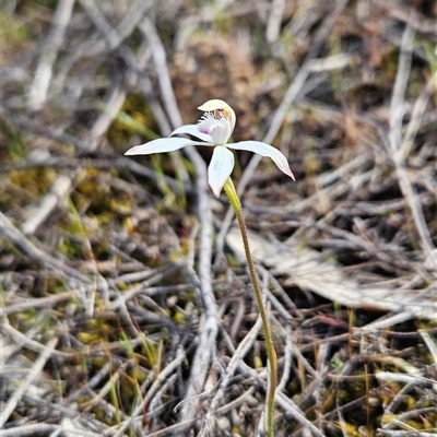 Caladenia ustulata (Brown Caps) at Uriarra Village, ACT - 29 Sep 2024 by BethanyDunne