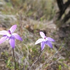 Glossodia major (Wax Lip Orchid) at Uriarra Village, ACT - 29 Sep 2024 by BethanyDunne