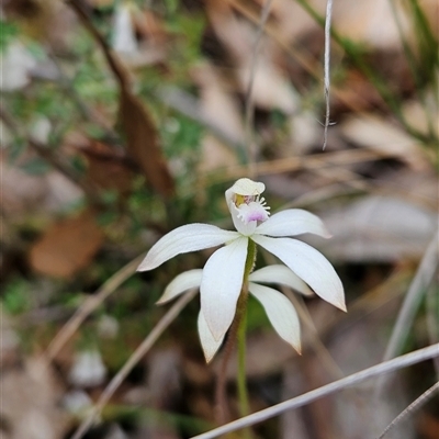 Caladenia ustulata (Brown Caps) at Uriarra Village, ACT - 29 Sep 2024 by BethanyDunne