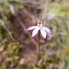 Caladenia fuscata (Dusky Fingers) at Uriarra Village, ACT - 29 Sep 2024 by BethanyDunne